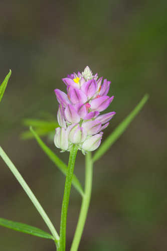 Polygala sanguinea #3